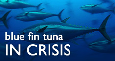 Blue tuna in crisis